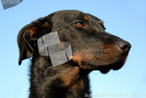 Image of french shepherd