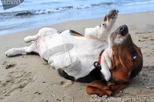 Image of basset hound on a beach