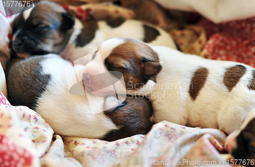 Image of puppy jack russel terrier