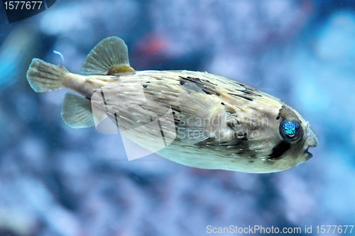 Image of Slender-spined porcupine fish