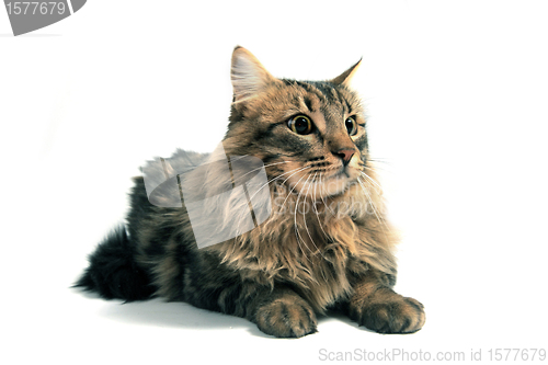 Image of norwegian cat