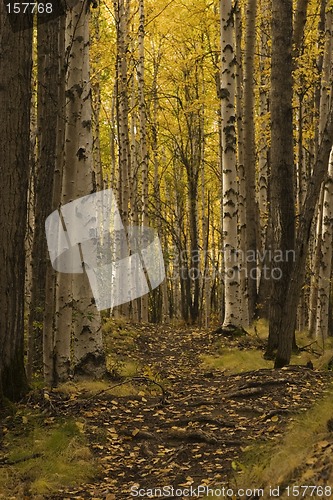 Image of nice path in birch forest