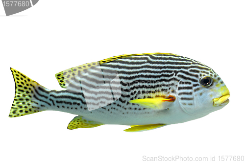 Image of Plectorhinchus lineatus