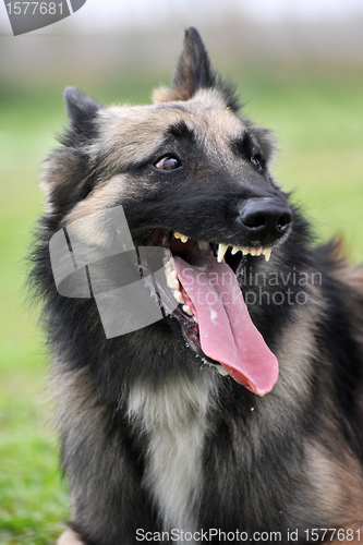 Image of aggressive belgian shepherd tervueren 