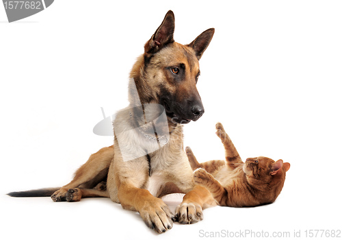 Image of malinois and ginger cat