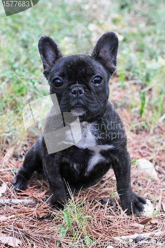 Image of puppy french bulldog 