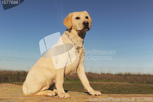 Image of puppy labrador retriever