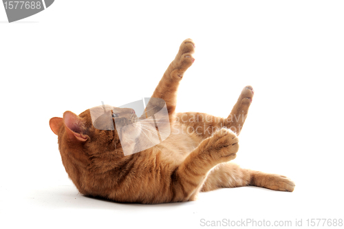 Image of cat rolling over