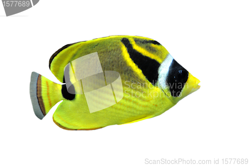 Image of raccoon butterflyfish (chaetodon lunula)