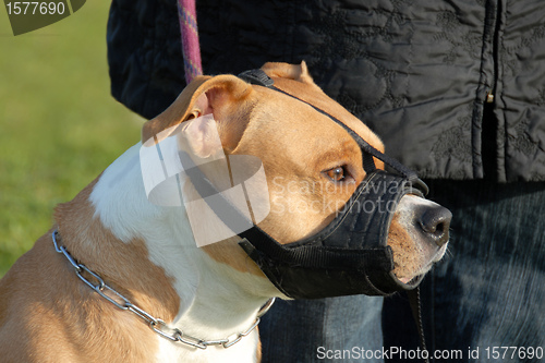 Image of dog and muzzle