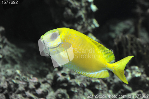 Image of Coral rabbitfish