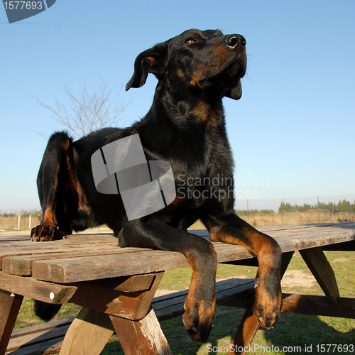 Image of french shepherd