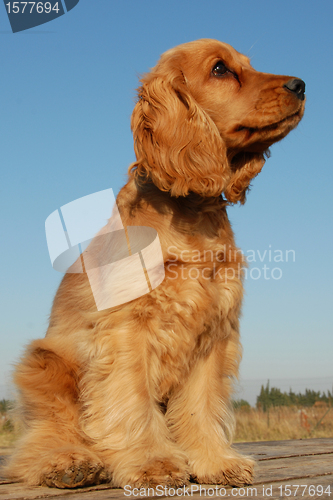 Image of puppy english cocker
