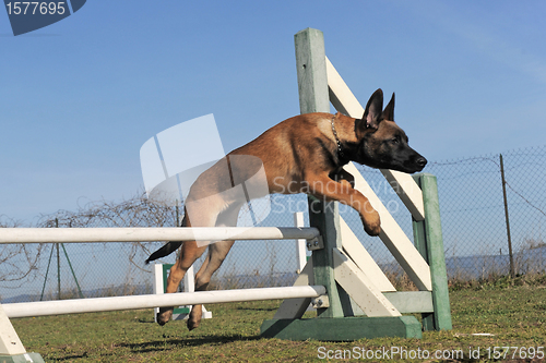 Image of jumping puppy malinois