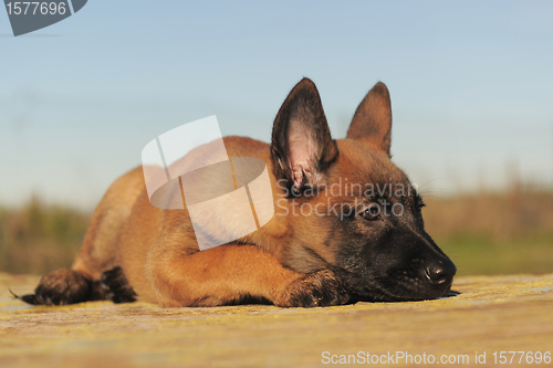 Image of puppy malinois