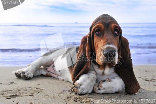 Image of basset hound on a beach