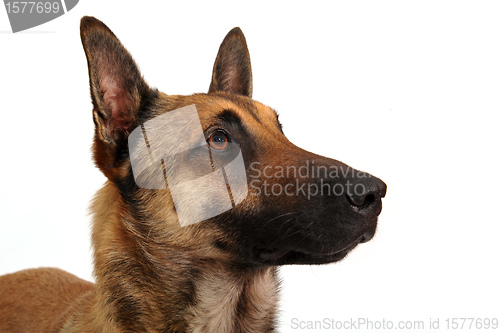 Image of malinois