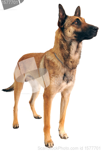 Image of malinois