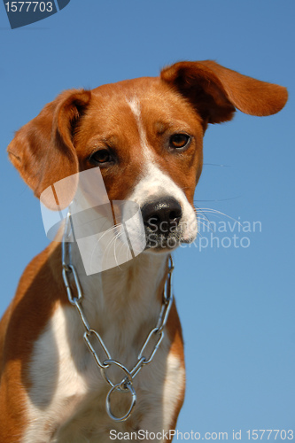 Image of young brittany spaniel