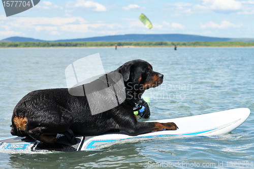 Image of rottweiler and windsurf