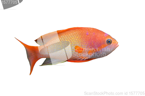 Image of Anthias fish