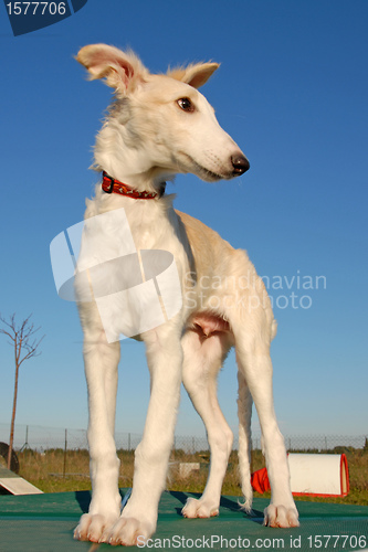 Image of Russian Borzoi dog