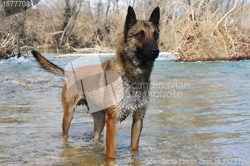 Image of malinois in river