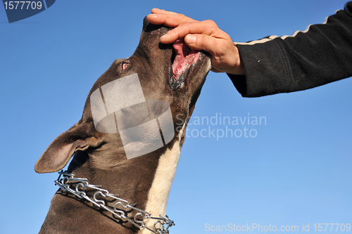 Image of feeding his pitbull