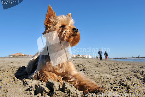 Image of yorkshire terrier on the beach