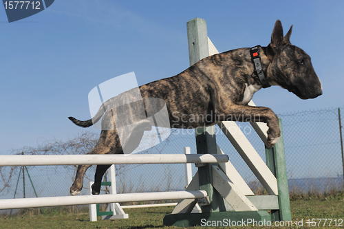 Image of jumping bull terrier