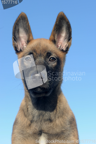 Image of puppy malinois