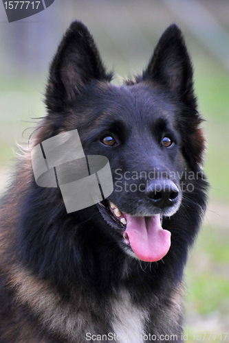 Image of belgian shepherd tervueren