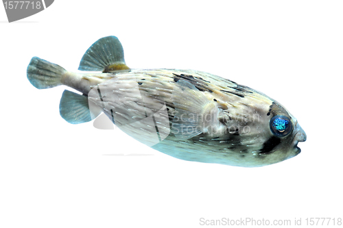 Image of Slender-spined porcupine fish