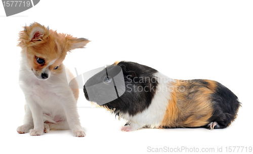 Image of puppy chihuahua and Guinea pig