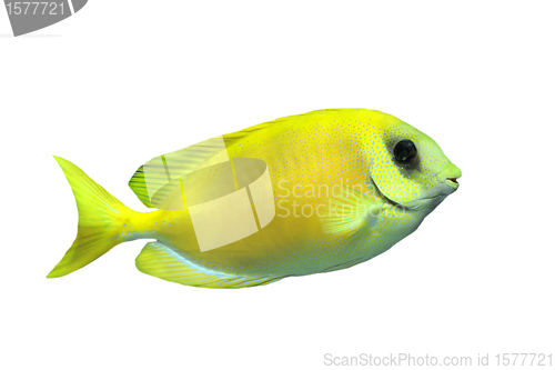 Image of Coral rabbitfish