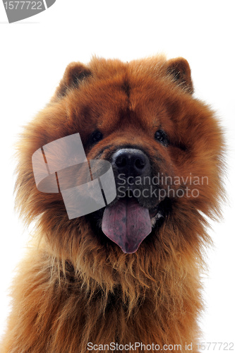 Image of chow-chow