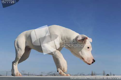 Image of puppy dogo argentino