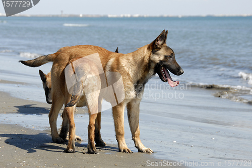 Image of puppies malinois