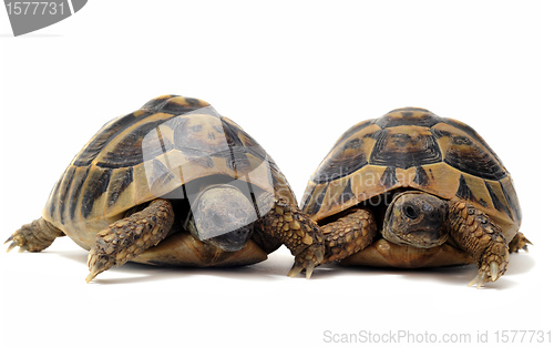 Image of Tortoises