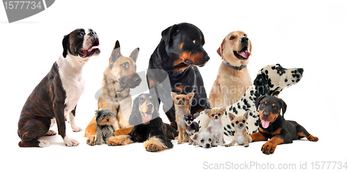 Image of group of dogs