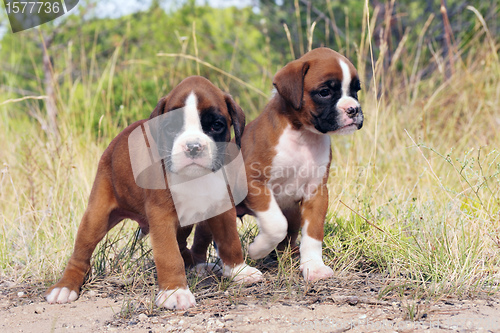 Image of puppies boxer