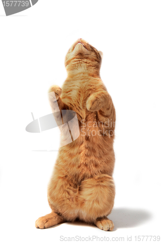 Image of ginger cat up