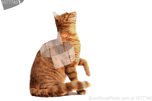 Image of ginger cat 