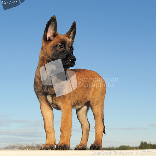 Image of puppy malinois