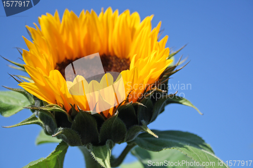Image of yellow sunflower