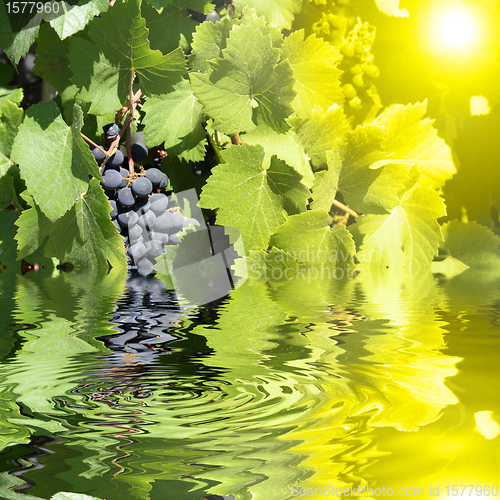 Image of blue grapes in the sun