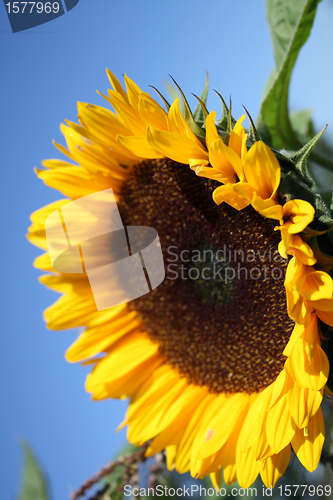 Image of Close-up of sunflower