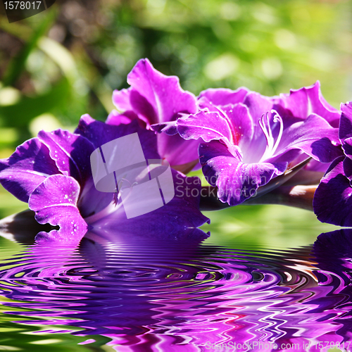 Image of gladiolus flowers in summer