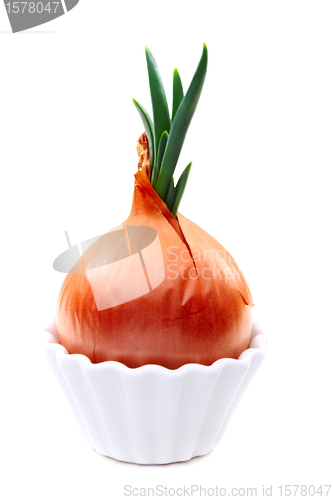 Image of Sprouted onion in white pots.  