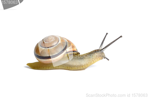 Image of Snail